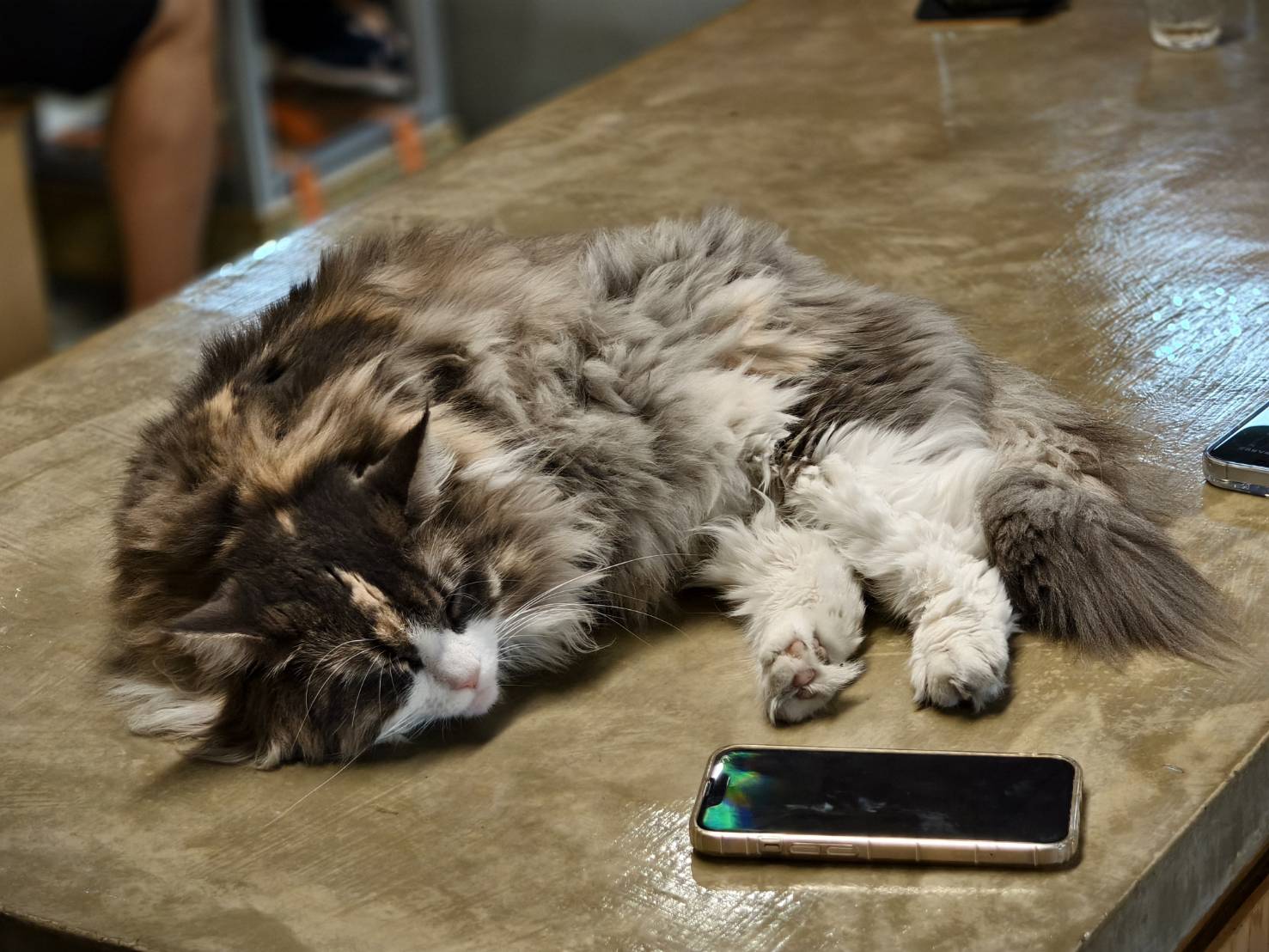 橘線捷運寵物友善獺咖啡,是在五塊厝站附近,有店貓相伴 - 第36張圖