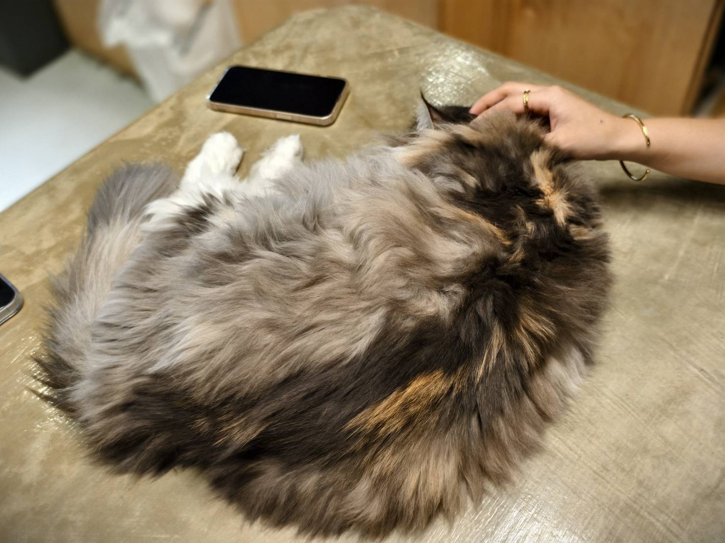 橘線捷運寵物友善獺咖啡,是在五塊厝站附近,有店貓相伴 - 第37張圖