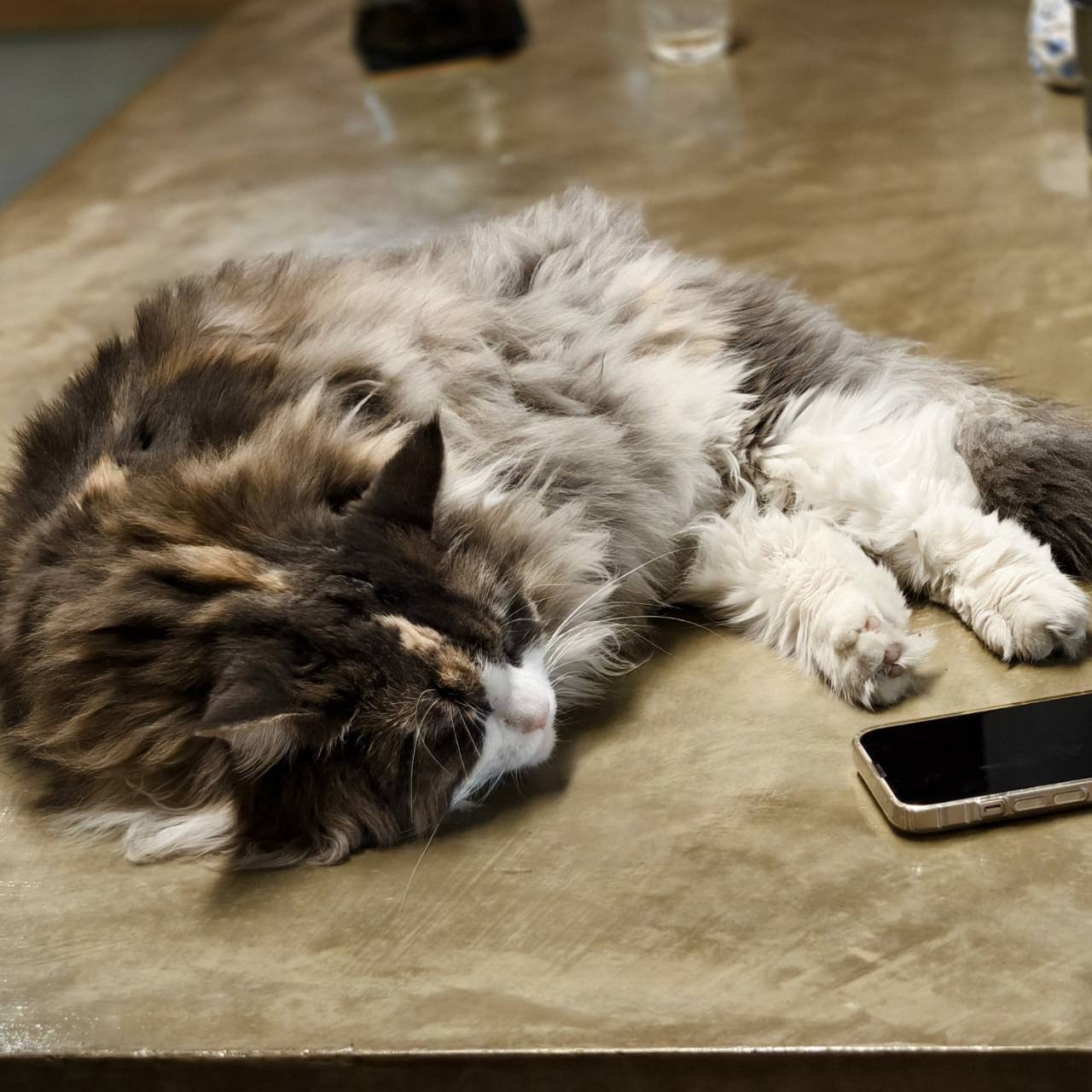 橘線捷運寵物友善獺咖啡,是在五塊厝站附近,有店貓相伴 - 第38張圖