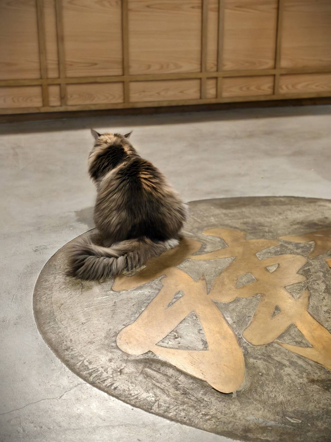 橘線捷運寵物友善獺咖啡,是在五塊厝站附近,有店貓相伴 - 第57張圖