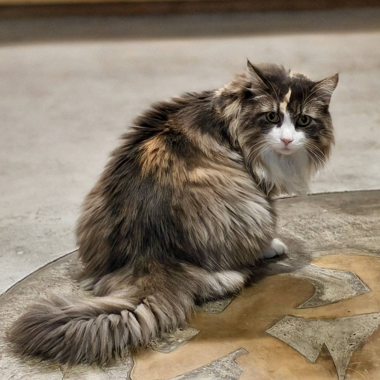 橘線捷運寵物友善獺咖啡,是在五塊厝站附近,有店貓相伴 - 第58張圖