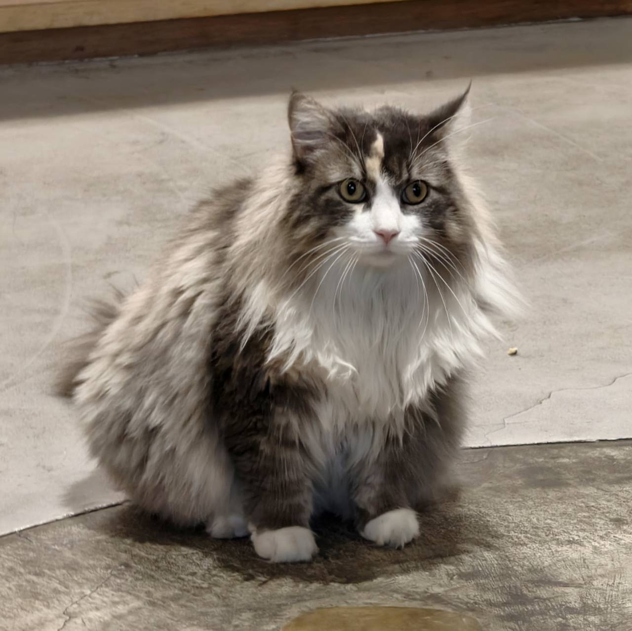 橘線捷運寵物友善獺咖啡,是在五塊厝站附近,有店貓相伴 - 第59張圖