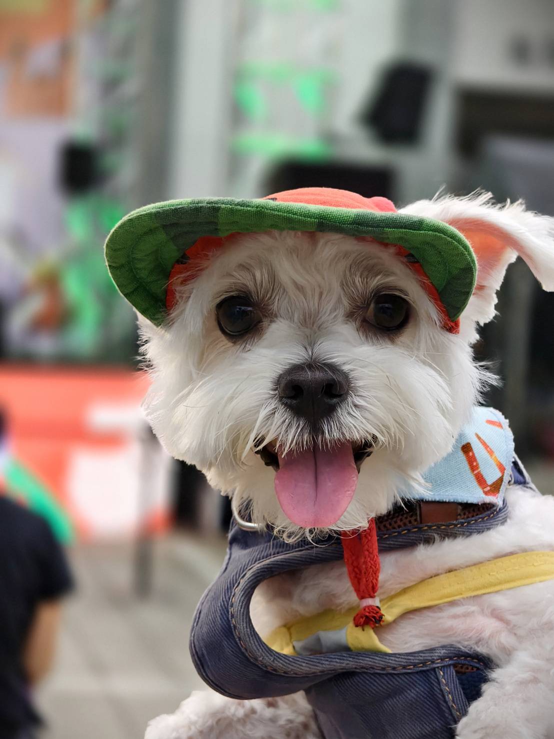 2025世界在屏東,10/10~10/12在屏東公園盛大舉辦,吃喝玩樂通通有,集點兌換屏東限定魔術方塊 - 第79張圖