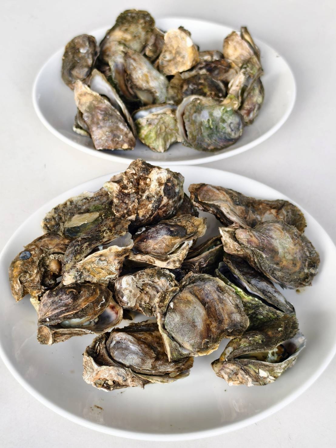 東港小旅行,東大興伴手禮,華僑市場,大鵬灣,東港景點美食一日遊