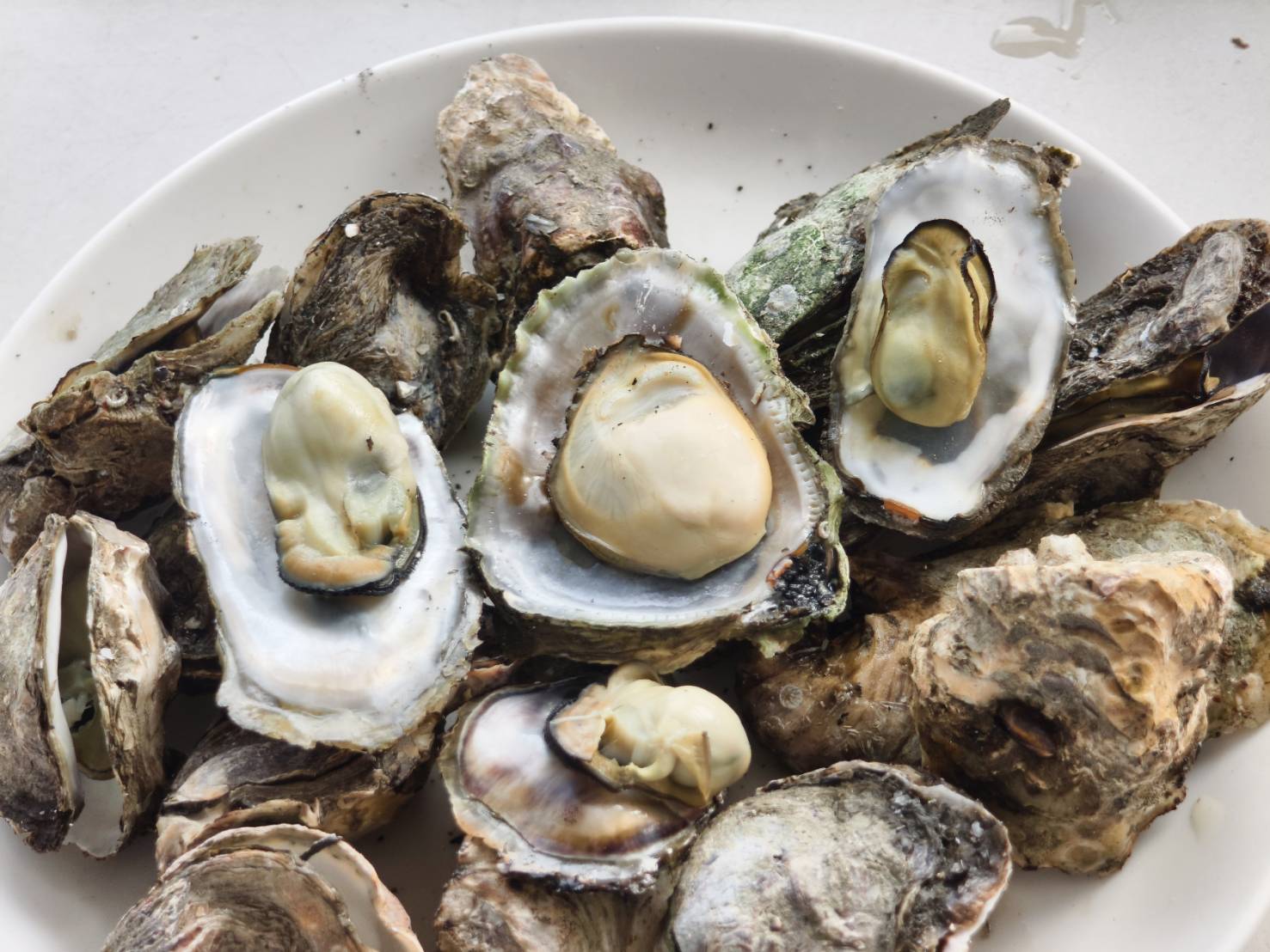 東港小旅行,東大興伴手禮,華僑市場,大鵬灣,東港景點美食一日遊