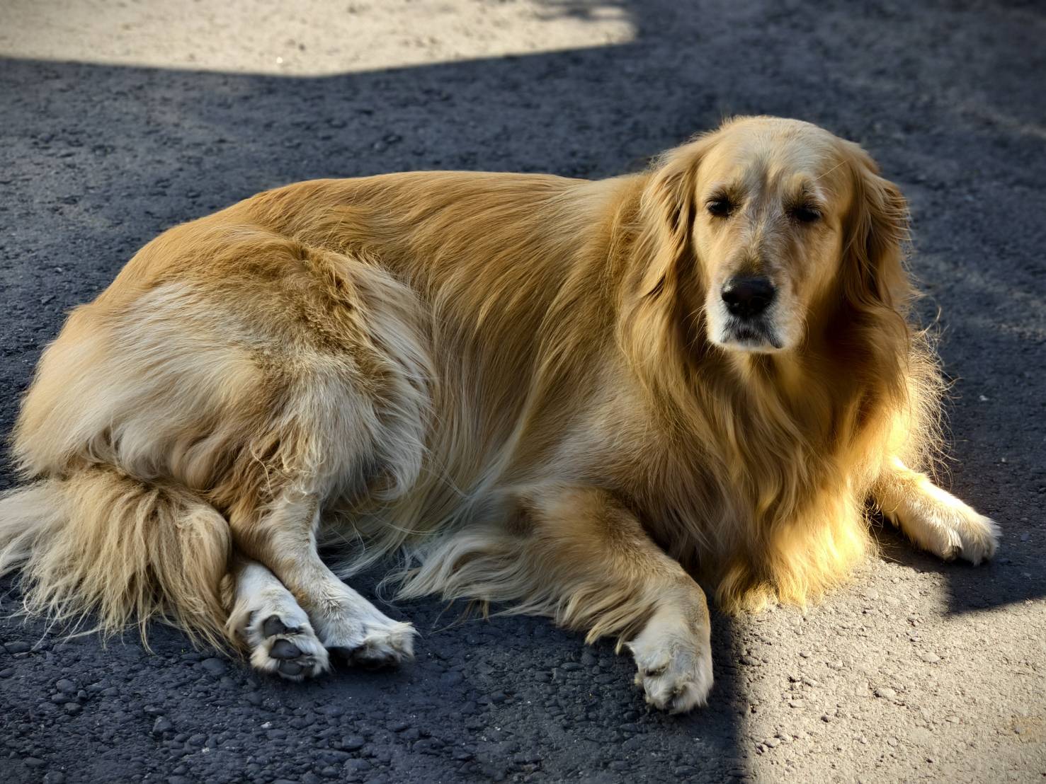 黃埔新村半日遊,書眷味,璞味綿綿冰,致日子,神諭咖啡與剛剛好,都是寵物友善 - 第10張圖 黃埔新村半日遊,書眷味,璞味綿綿冰,致日子,神諭咖啡與剛剛好,都是寵物友善