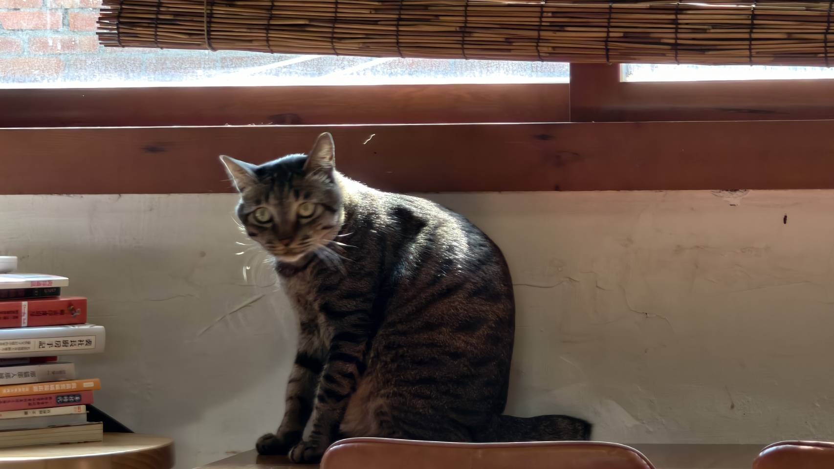 黃埔新村半日遊,書眷味,璞味綿綿冰,致日子,神諭咖啡與剛剛好,都是寵物友善 - 第24張圖 黃埔新村半日遊,書眷味,璞味綿綿冰,致日子,神諭咖啡與剛剛好,都是寵物友善