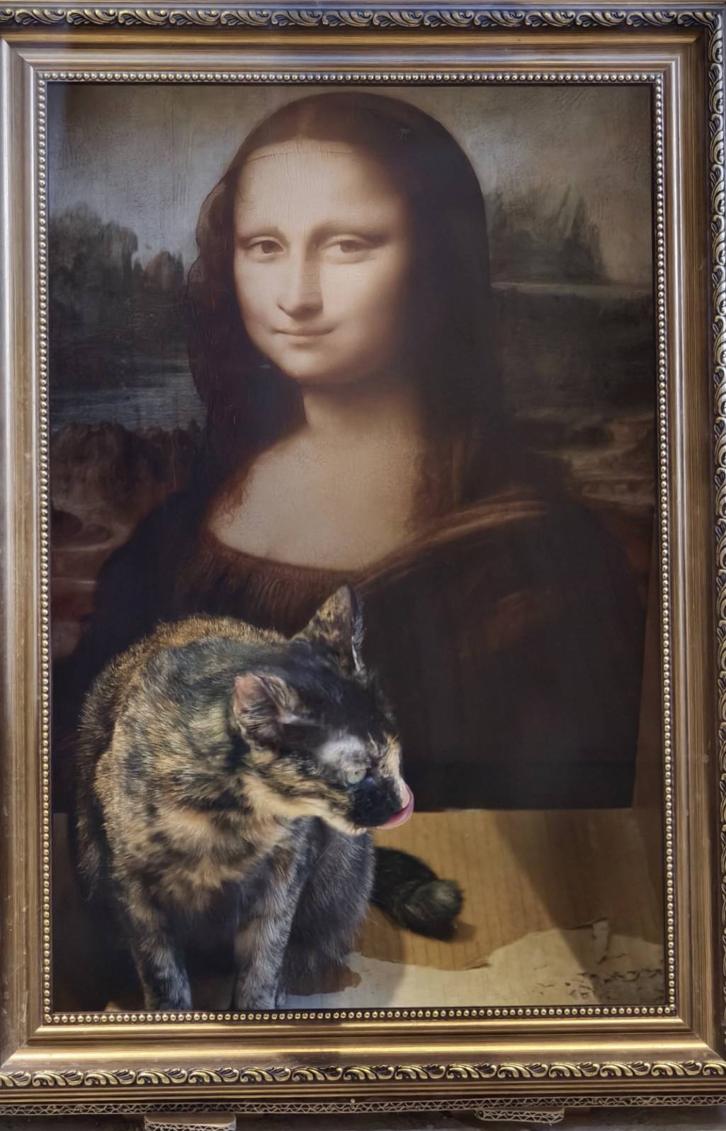 黃埔新村半日遊,書眷味,璞味綿綿冰,致日子,神諭咖啡與剛剛好,都是寵物友善 - 第31張圖 黃埔新村半日遊,書眷味,璞味綿綿冰,致日子,神諭咖啡與剛剛好,都是寵物友善