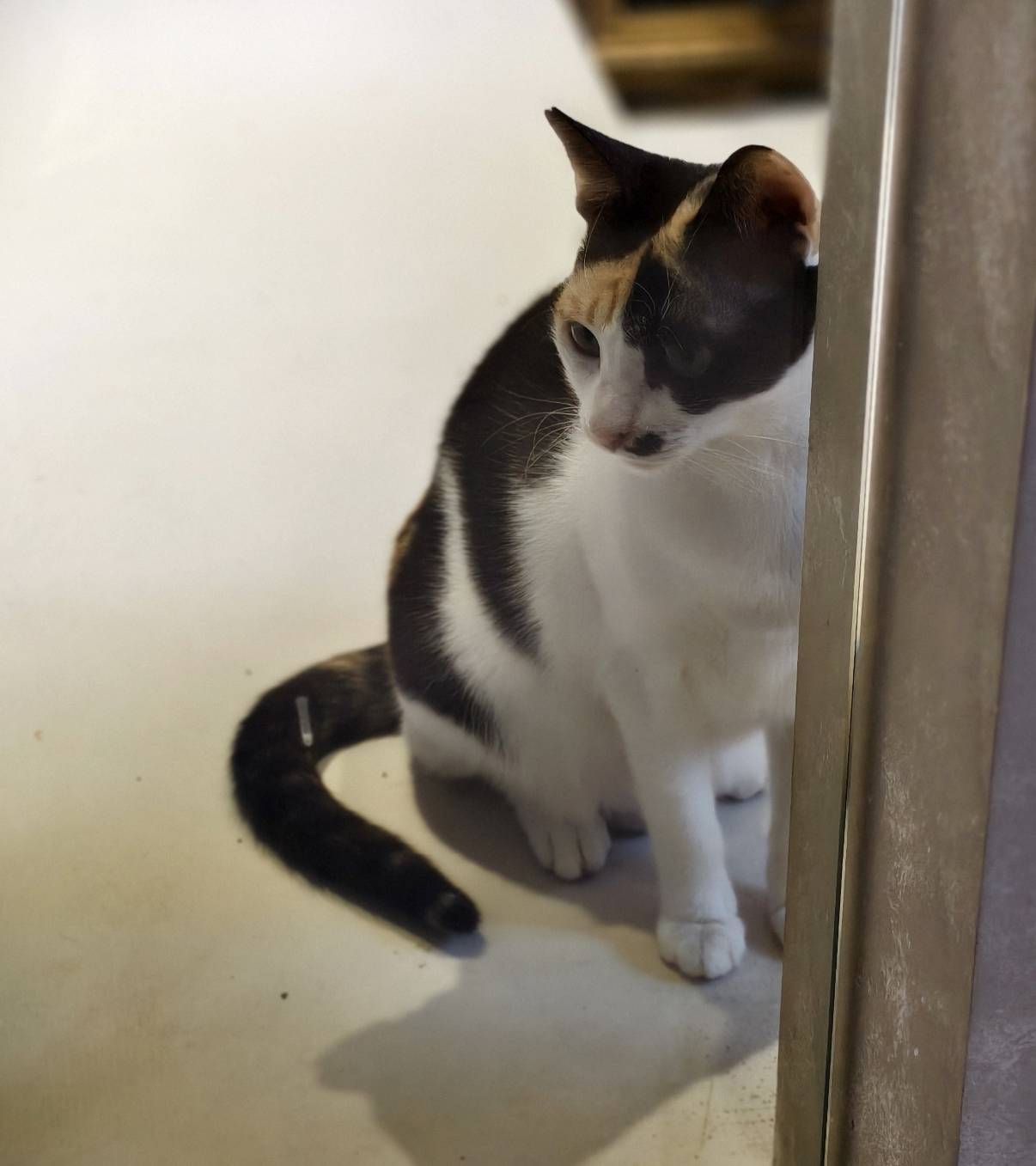 黃埔新村半日遊,書眷味,璞味綿綿冰,致日子,神諭咖啡與剛剛好,都是寵物友善 - 第33張圖 黃埔新村半日遊,書眷味,璞味綿綿冰,致日子,神諭咖啡與剛剛好,都是寵物友善