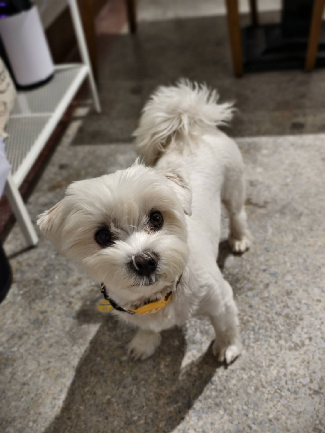 文橫二路Rickky與民有街結咖啡,高雄新興區寵物友善咖啡店