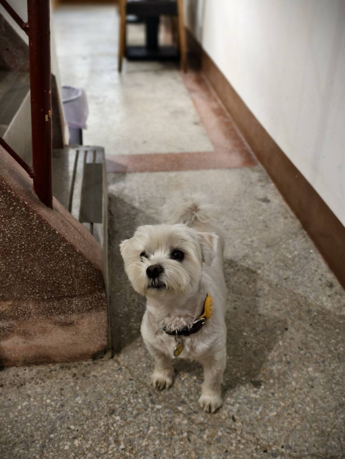 文橫二路Rickky與民有街結咖啡,高雄新興區寵物友善咖啡店