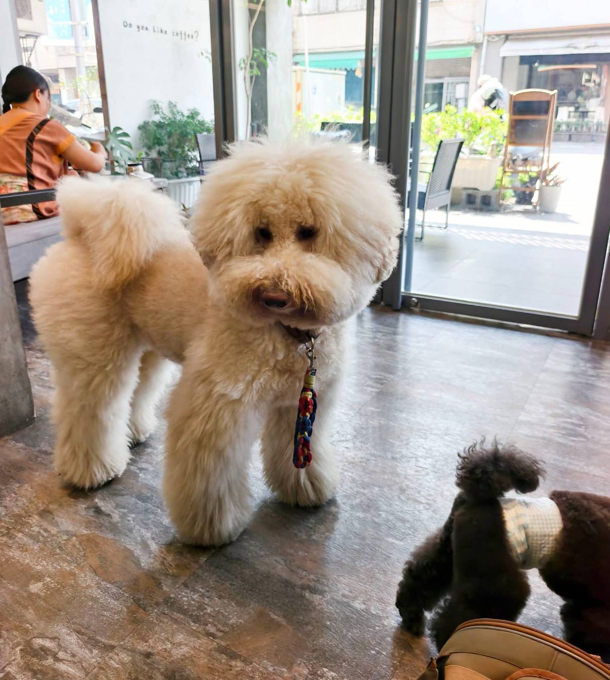 小跟班咖啡早午餐苓雅區的寵物友善店,還有巨型貴賓店狗 - 第5張圖 小跟班咖啡早午餐苓雅區的寵物友善店,還有巨型貴賓店狗