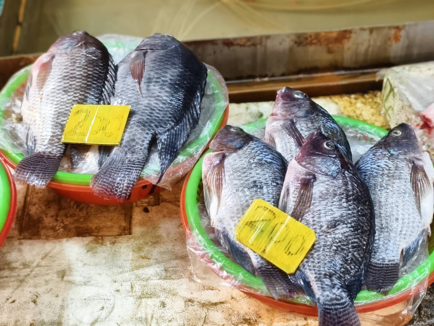 東港一日遊,推薦新東津鮪魚飯湯,葉家肉粿,瑞字號旗魚黑輪 - 第68張圖 東港一日遊,推薦新東津鮪魚飯湯,葉家肉粿,瑞字號旗魚黑輪